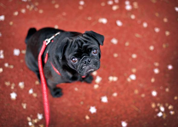 cute dog.